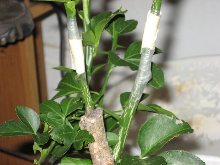 These show the wrapped Fukushu T-Bud grafts onto the Poncirus Trifoliata