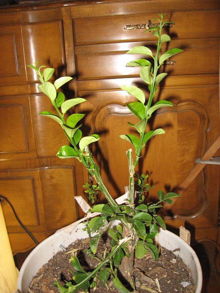 New Zealand lemonade grafted onto Poncirus trifoliata which is grafted onto Seville sour orange rootstock