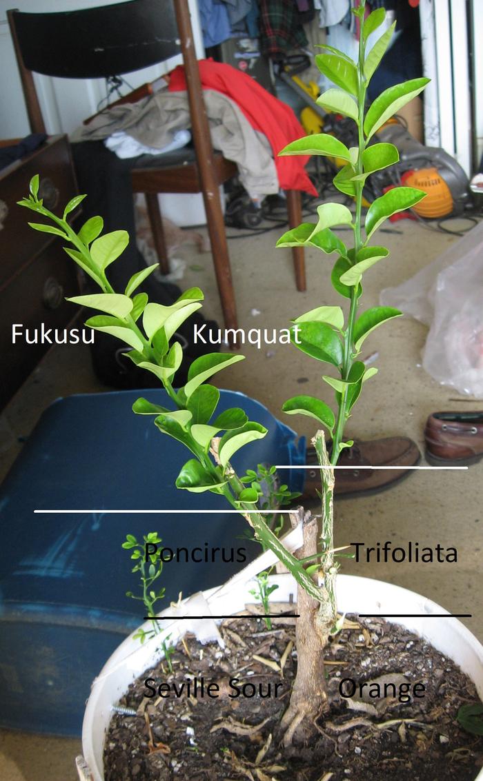 This names the rootstock, The inter-stock and the scion parts of the tree. Each of the 3 grafts is show.