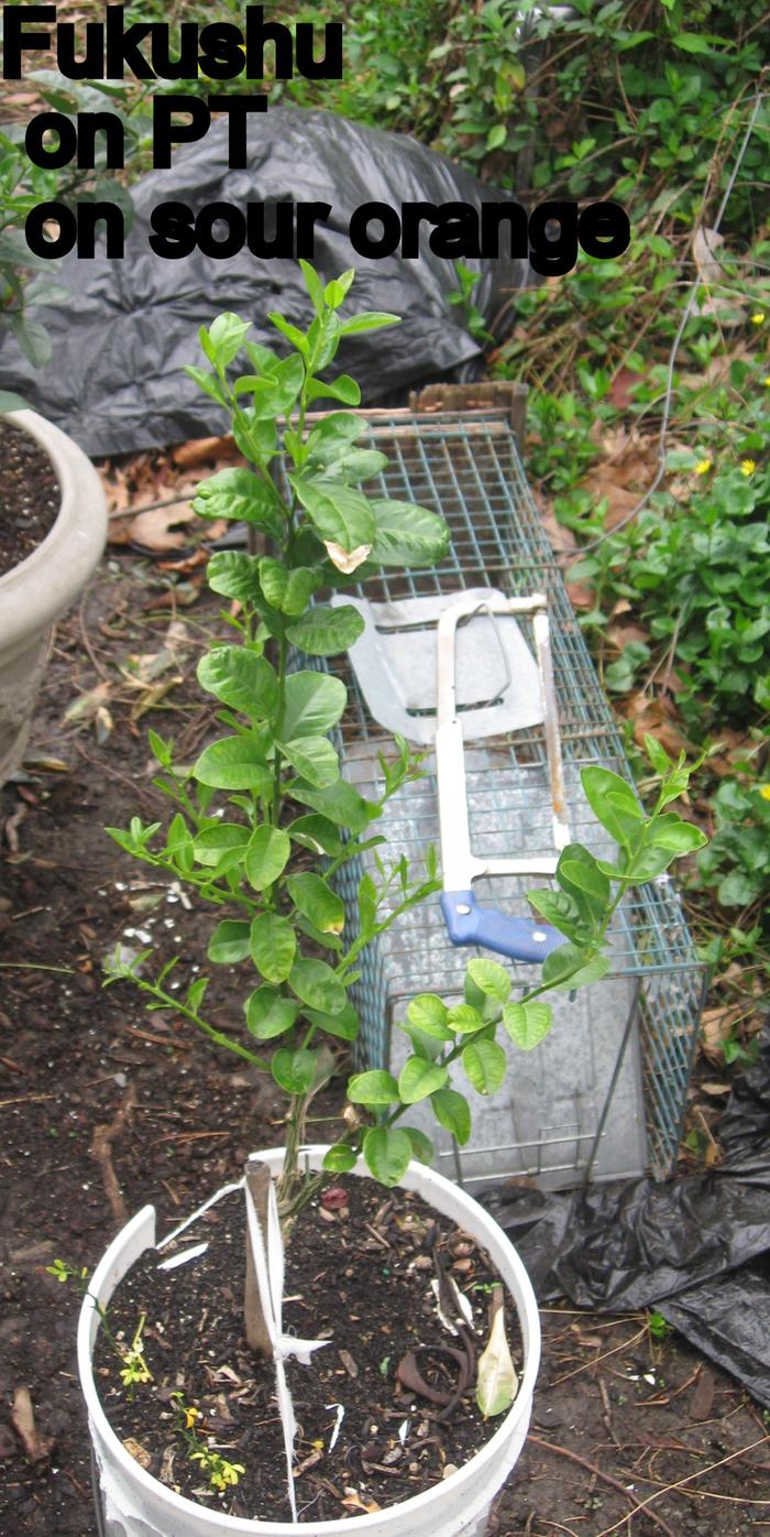 This tree was grafted to a Poncirus trifoliata interstock with the Poncirtus trifoliata grafted to sour orange rootsock.