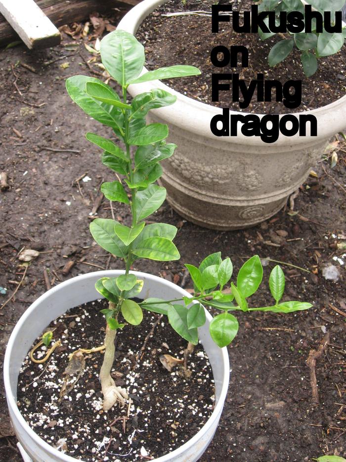 This is a Fukushu kumquat grafted to Flying dragon and is smaller and a month older having been grafted 6-22-21