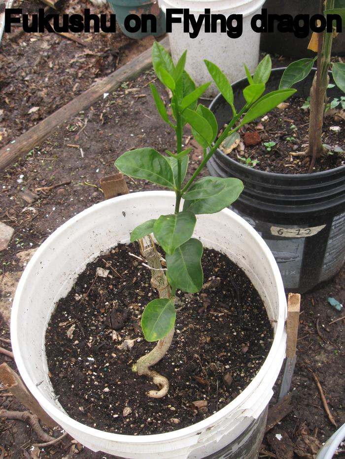 This is a Fukushu kumquat grafted to Flying dragon and is smaller and a month older having been grafted 6-22-21