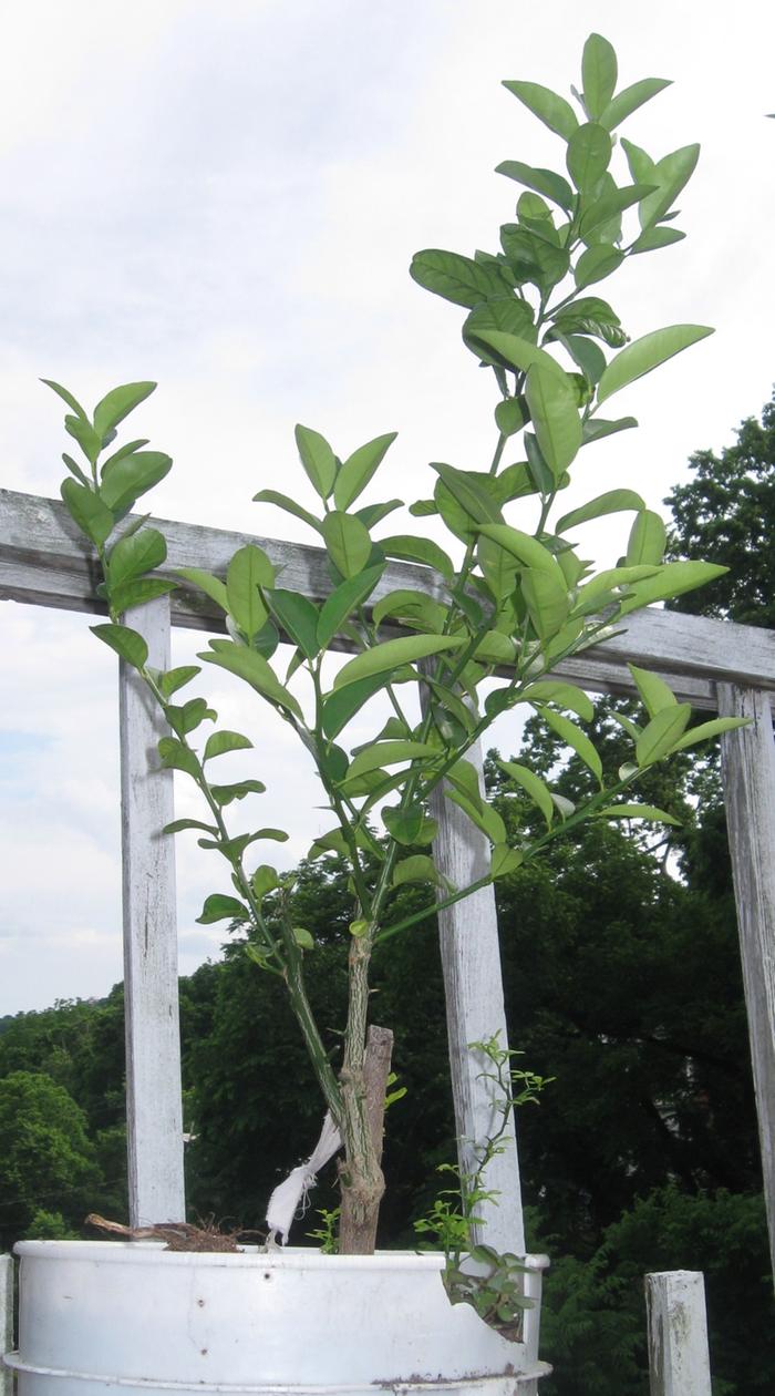 Fukush on Poncirus trifoliato on sour orang roots