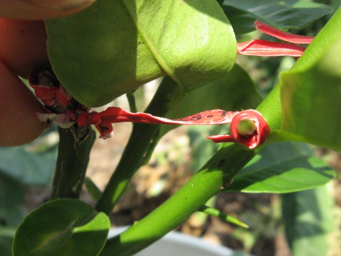 2 twist ties used to give support till the wood hardens enough to take wind
