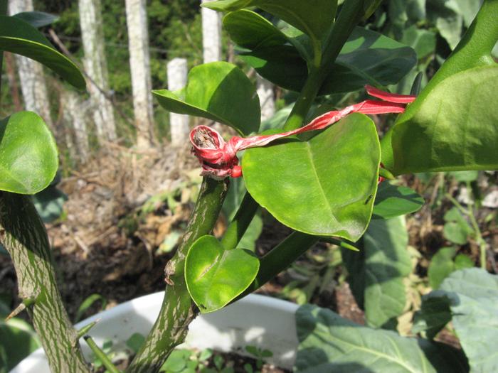 The tie down point is to the Poncirus trifoliata trunk end.