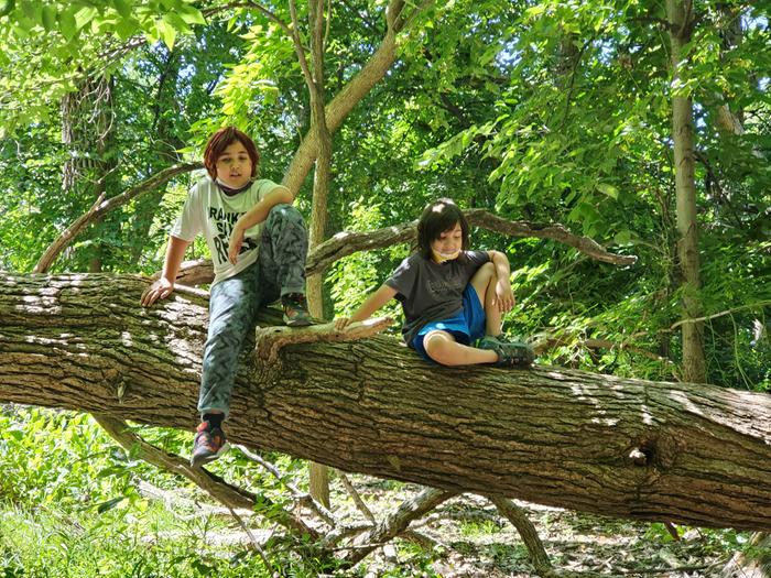 Kids playing in a tree