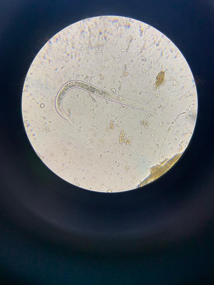 nematode