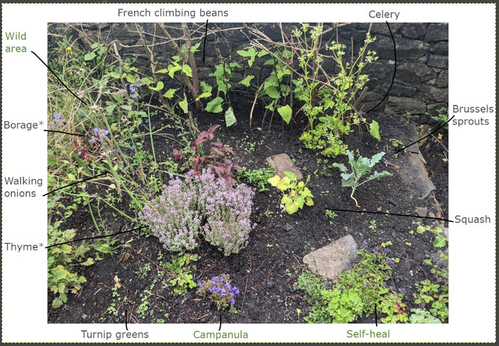 small-edible-garden-area