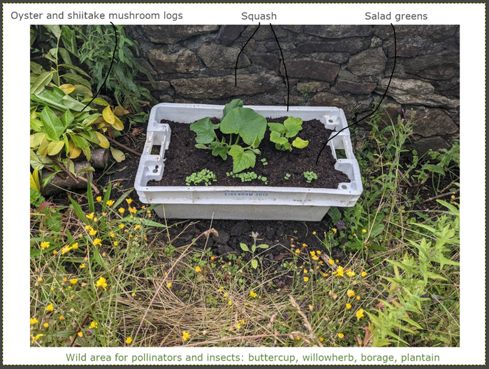 wild-area-for-pollinators-and-insects-buttercup-willowherb-borage-plantain