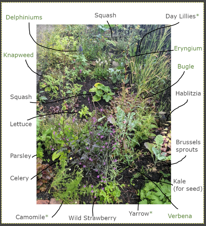 wild-edible-pollinator-garden-wales