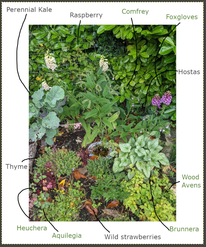wild-edible-pollinator-garden