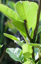 Spot the caterpillar