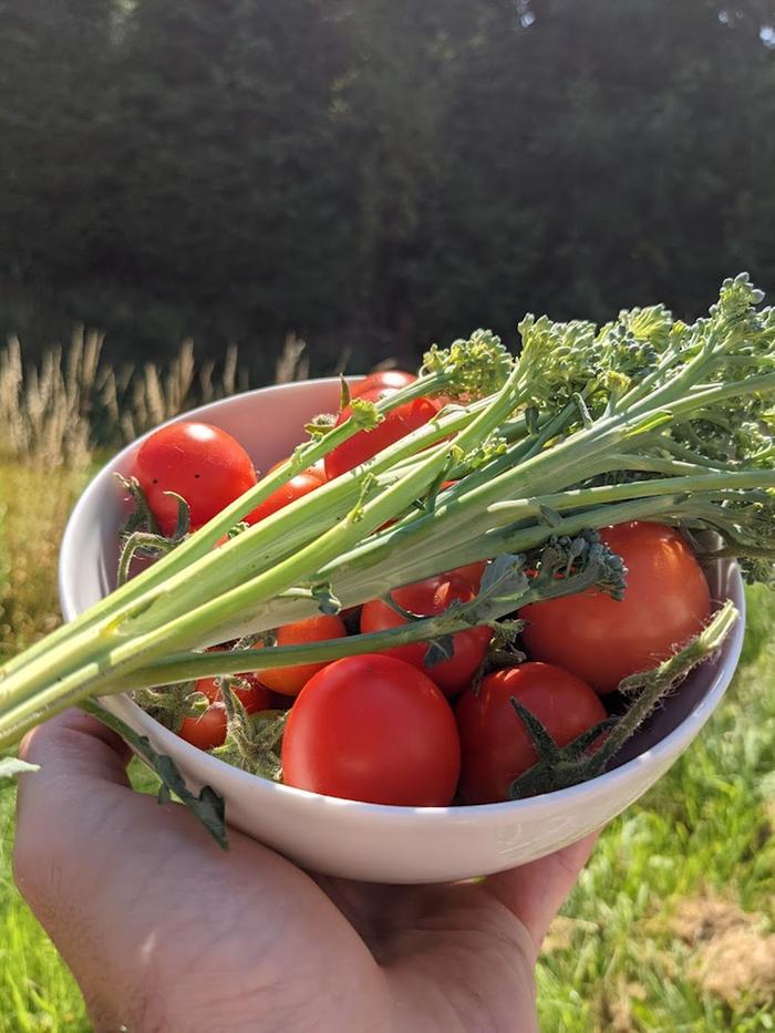 tomato-harvest-broccoli