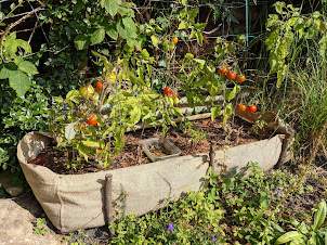 tomatoes-in-planter-wales