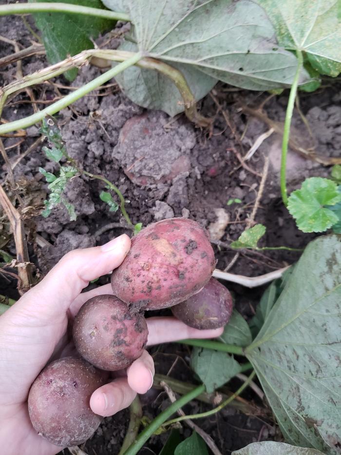 Potatoes