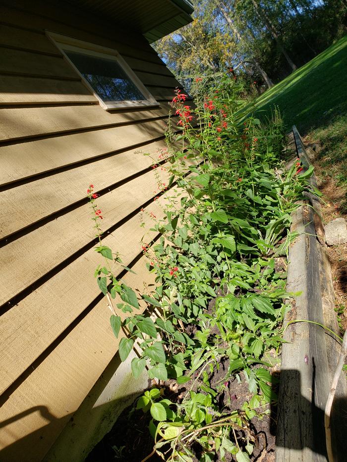 Medicinal plant patch