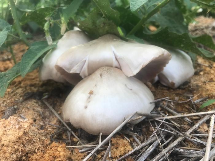 Mystery Mushrooms 