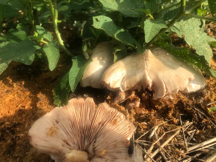 Mushroom Gills 
