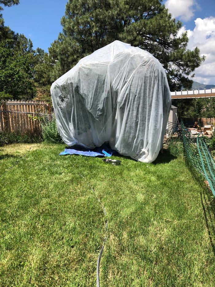 [Thumbnail for Cherry-Marshmallow-tree.JPG]