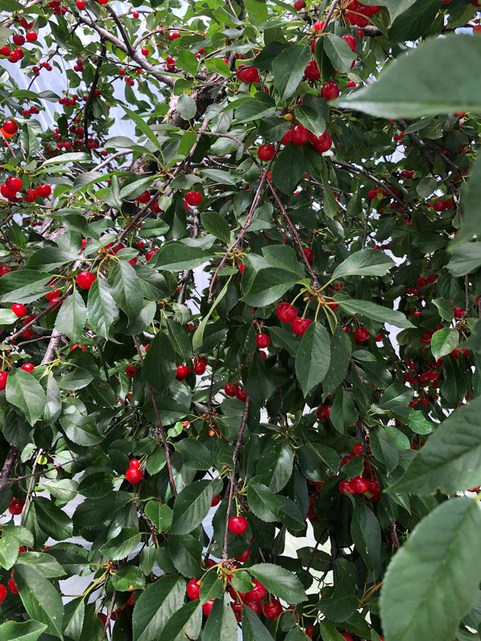 [Thumbnail for Cherries-finally-.JPG]