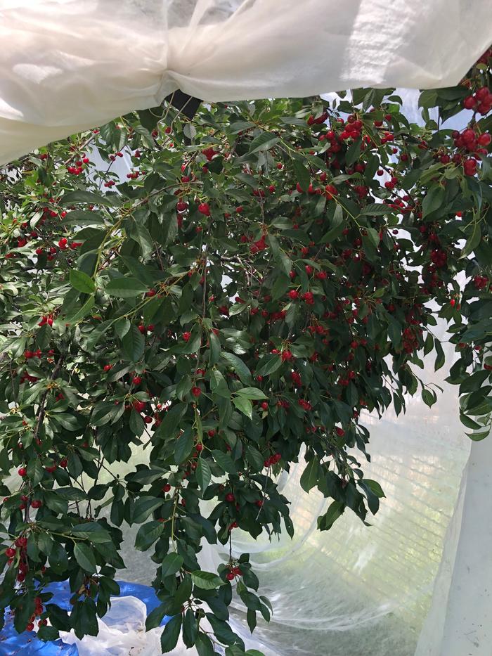 [Thumbnail for Unveiling.JPG]