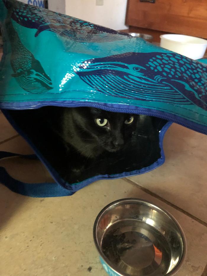 black cat hiding in bag