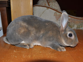 [Thumbnail for otter-w.jpg]