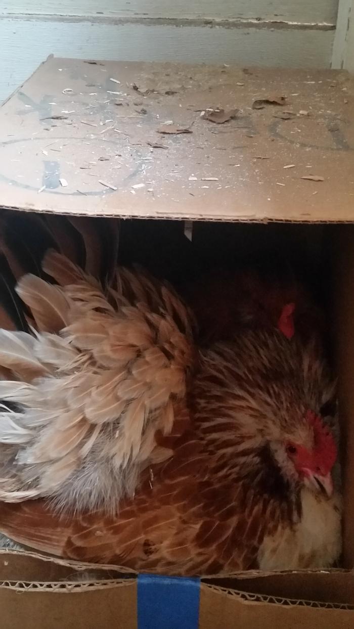 hen-in-cardboard-box