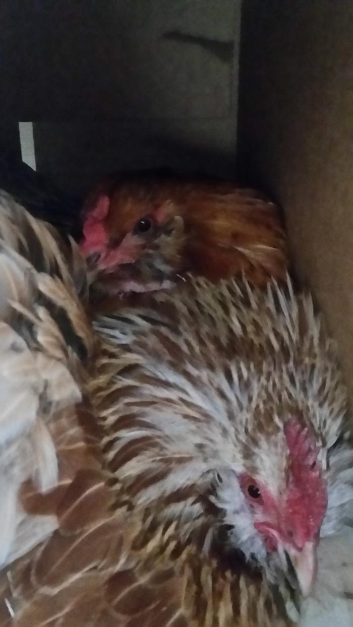 two-broody-hens-in-a-box