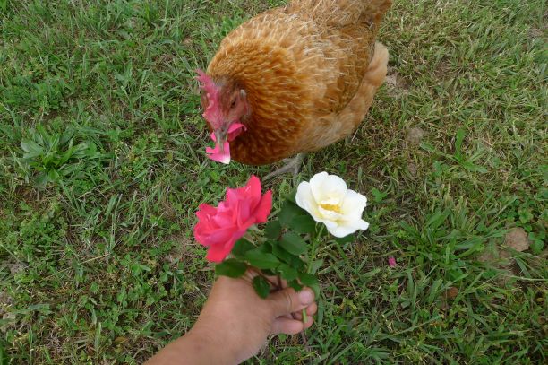 Only eats red roses