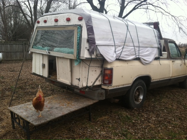 Chickens at the rental in their mobile coop