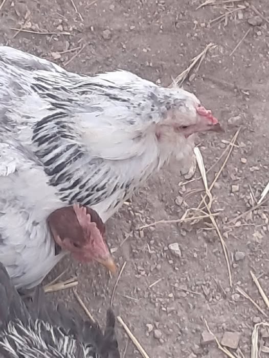 2 headed chicken