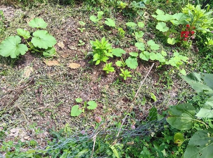 Tokyo blue kabocha seedlings 