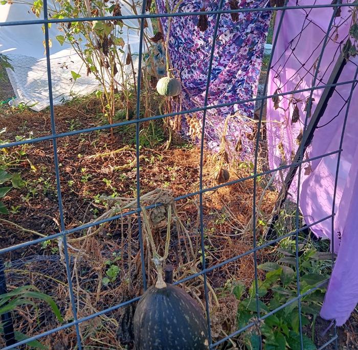 Garden after 4 weeks of 90-100F dry heat 
