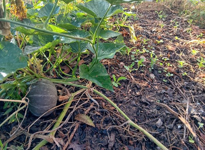 Transit to fall garden