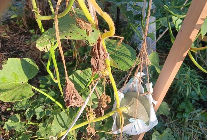 Squash in hammock