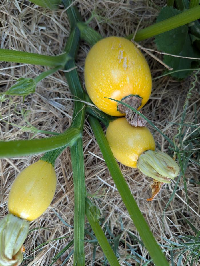 volunteer squash 