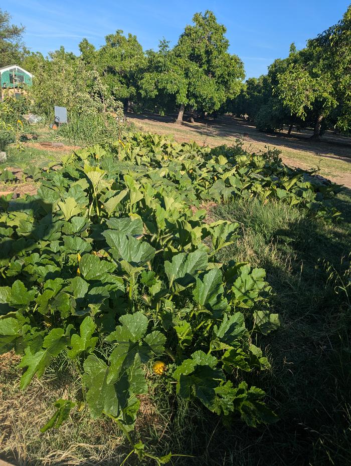 volunteer pumpkin and Squash 