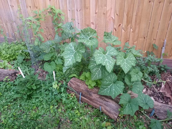 Big beautiful leaves, I hope they work out!