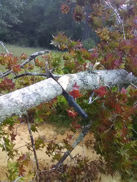 [Thumbnail for machete-sweetgum.jpg]