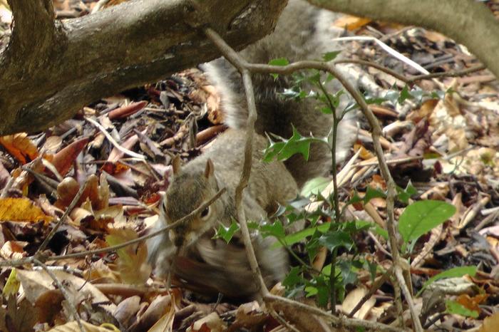 [Thumbnail for 155.JPG]