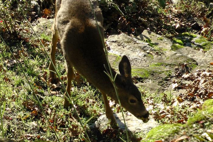 [Thumbnail for 052.JPG]