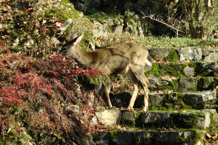 [Thumbnail for 063.JPG]