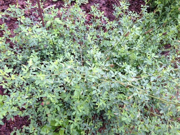 Unknown Legume
