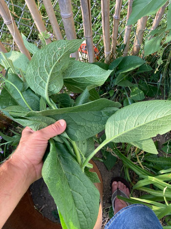 Harvesting Comfrey 