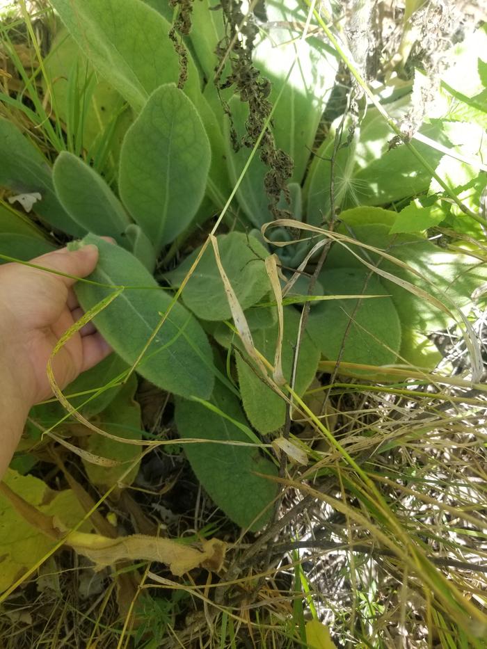 harvesting 