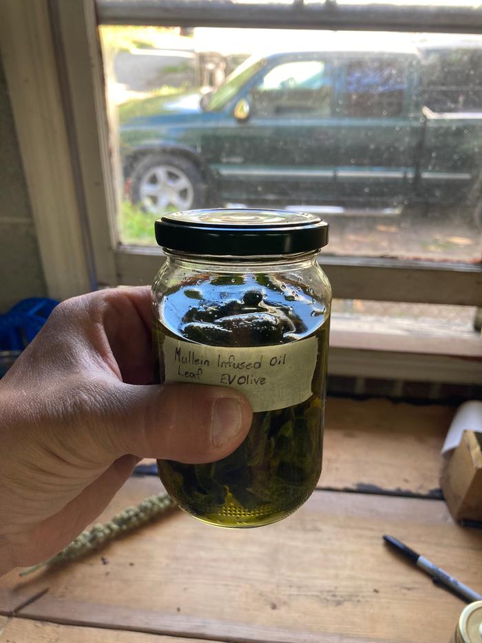 Mullein infusing in olive oil
