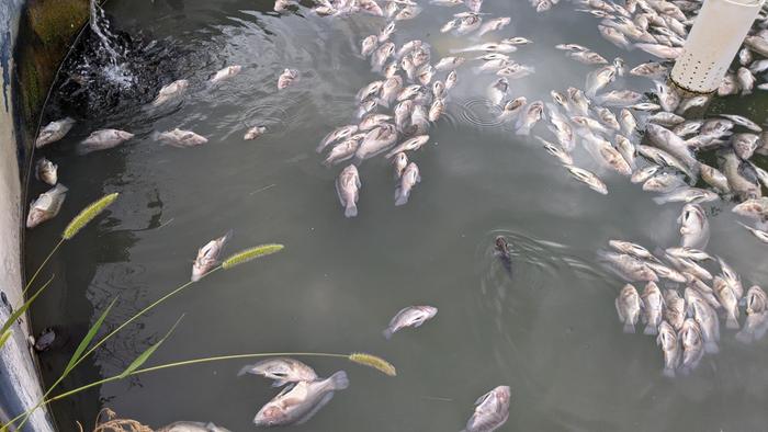 fish in pond killed by mink scare