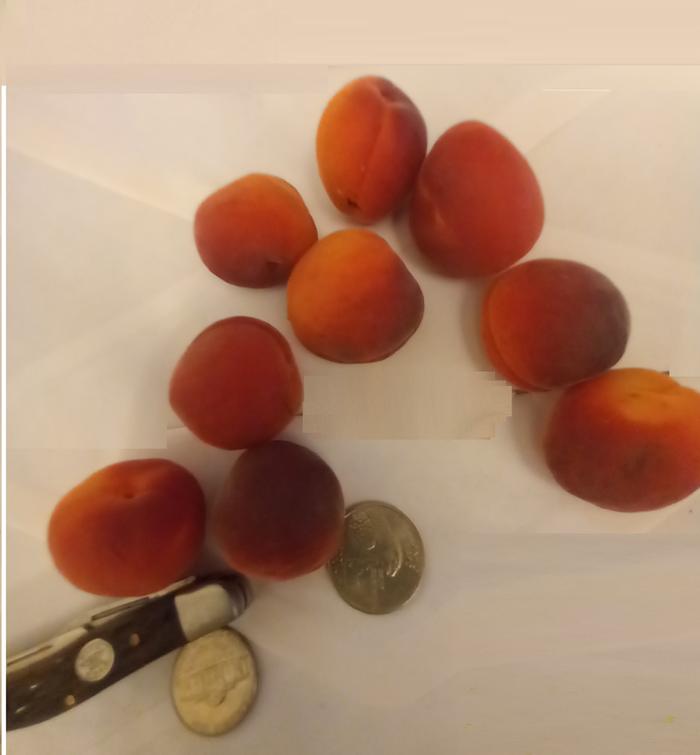 [Thumbnail for Nice-Apricots.jpg]