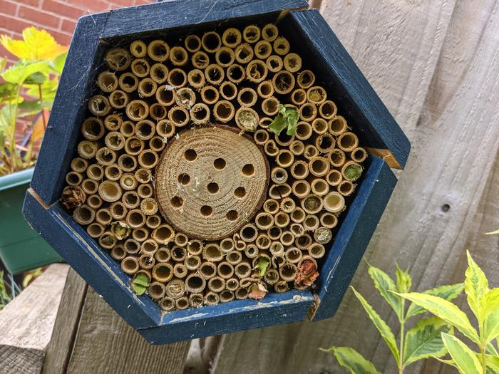 My bee hotel